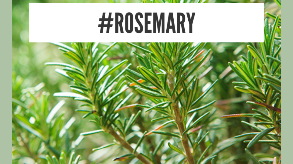 Rosemary - natural remedy for headache