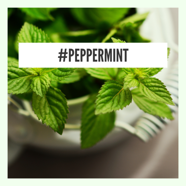 Peppermint - natural remedy for sore throat