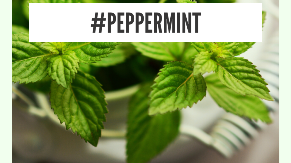 Peppermint - natural remedy for sore throat