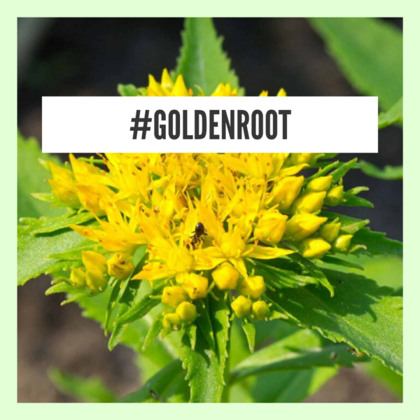 Golden root