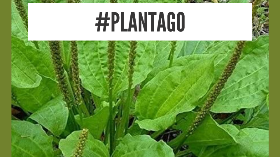 Plantago natural remedy