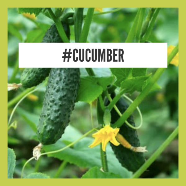 Health Benefits Of Cucumber