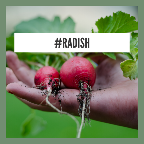 Health Benefits Of Radish