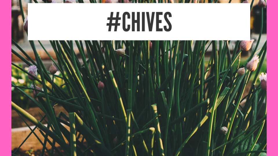 Health Benefits Of Chives